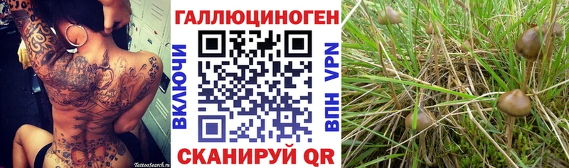 купить   Пенза  mega ONION  Псилоцибиновые грибы Cubensis 