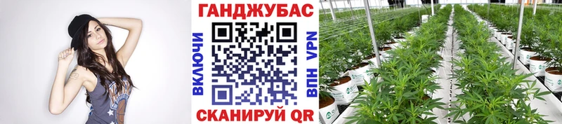 кракен как зайти  Пенза  Марихуана Amnesia 